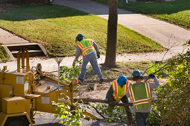 Best Leaf Removal  in USA